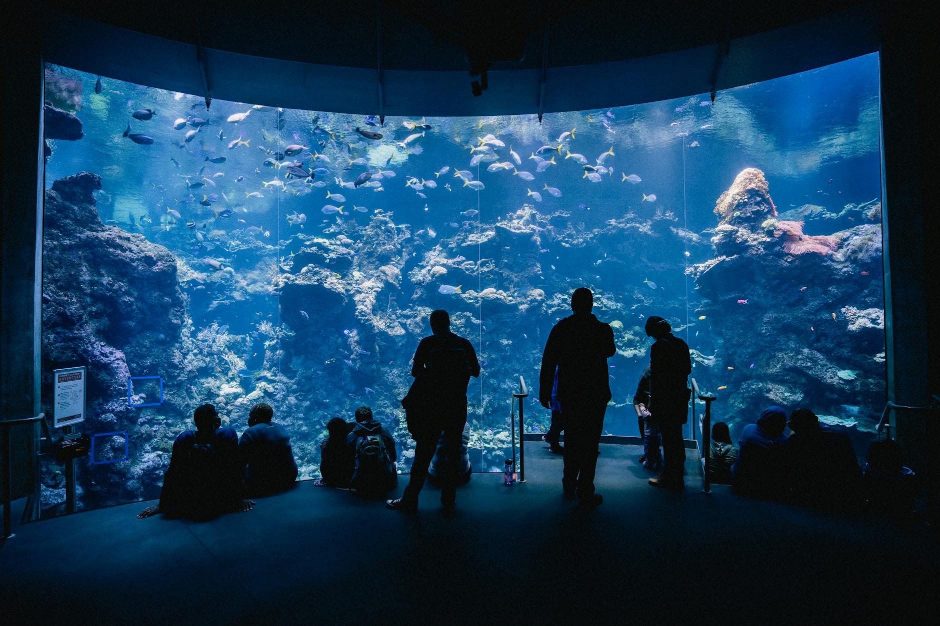 Silhouette of people enjoying a relaxing time at an aquarium in San Francisco.