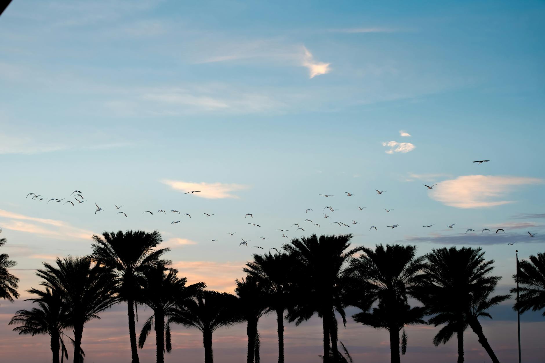Silhouetted palm trees against a vibrant sunset sky with a flock of birds.