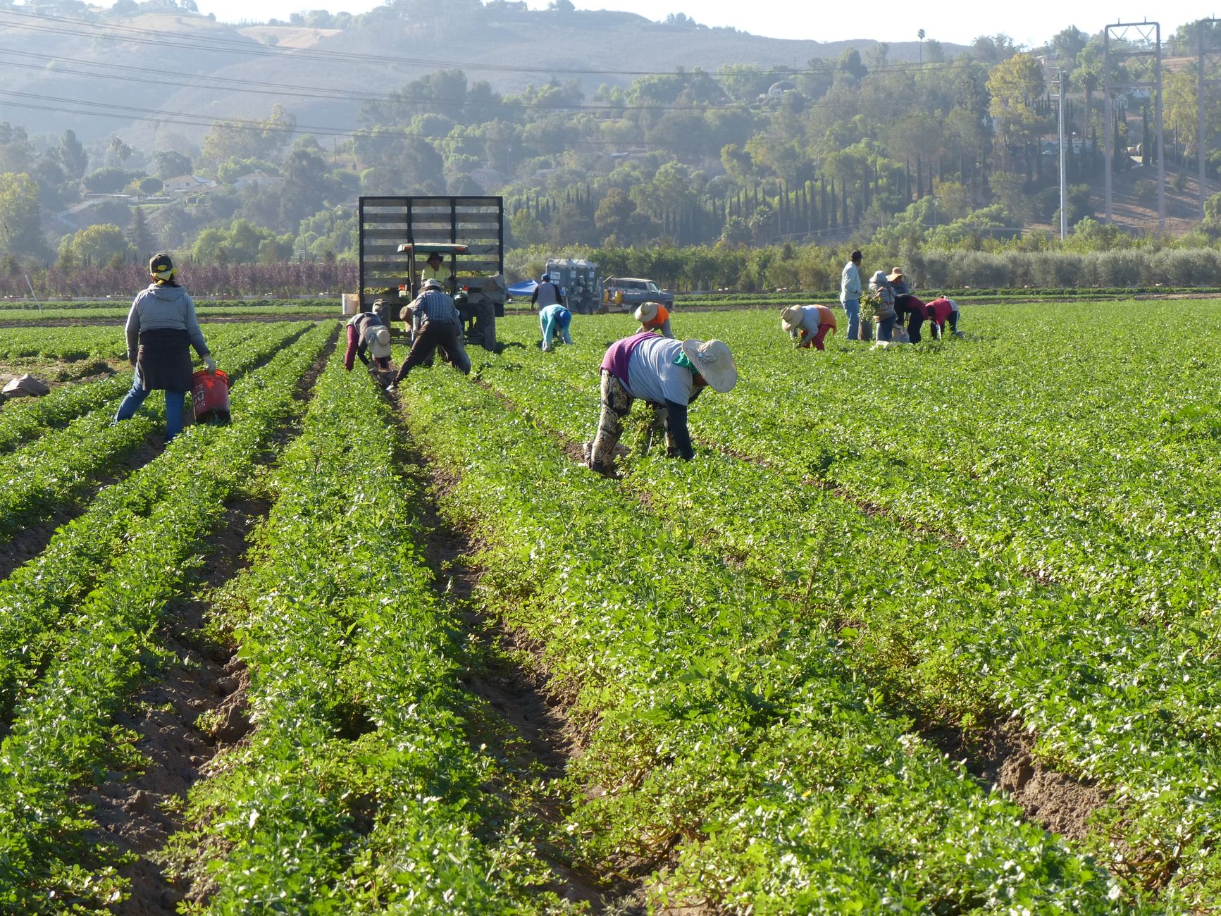 Farm workers harvesting in a lush field in Somis, California, under a bright morning sun.