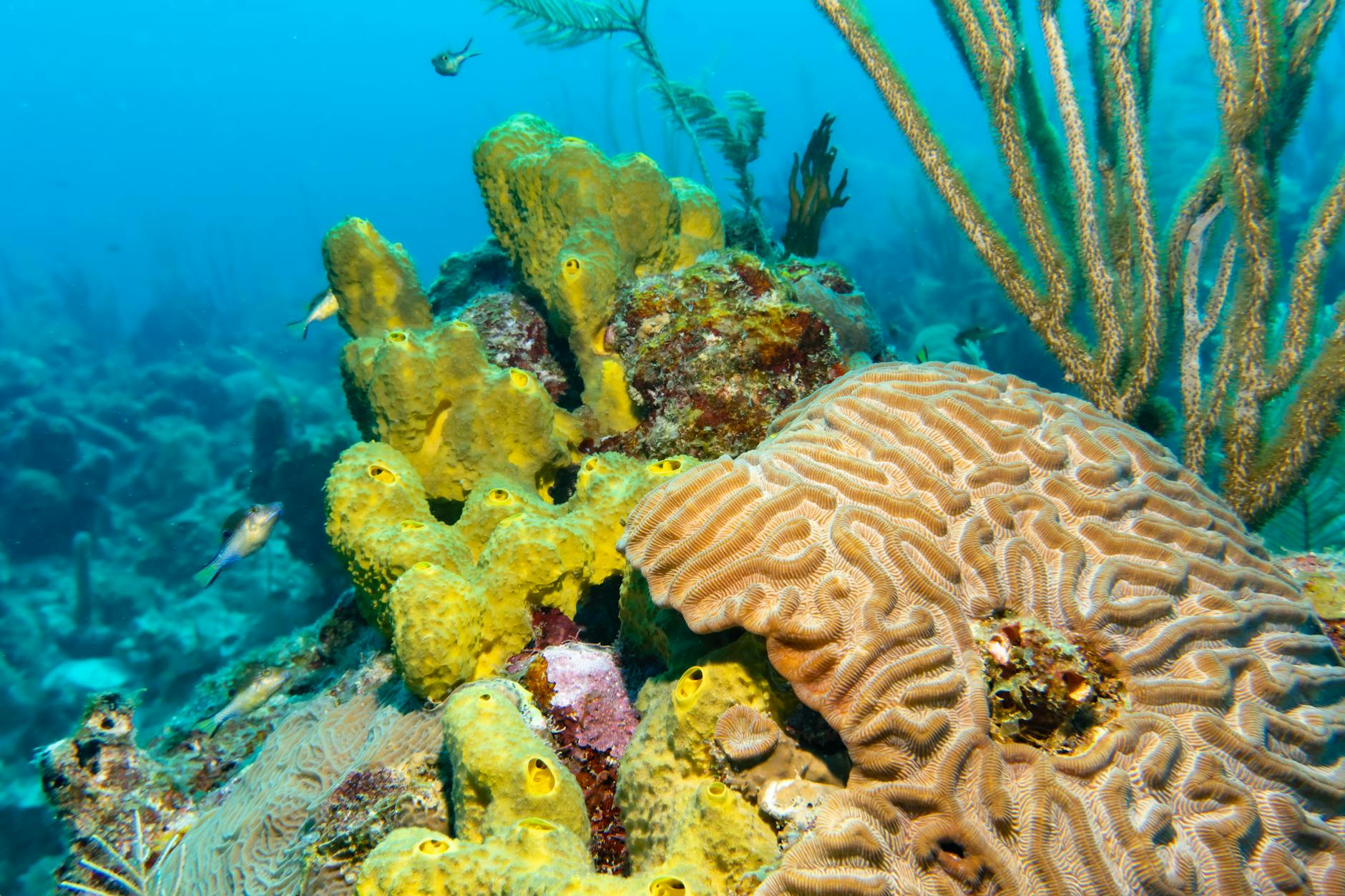 Explore a thriving coral reef teeming with marine life and colorful corals underwater.