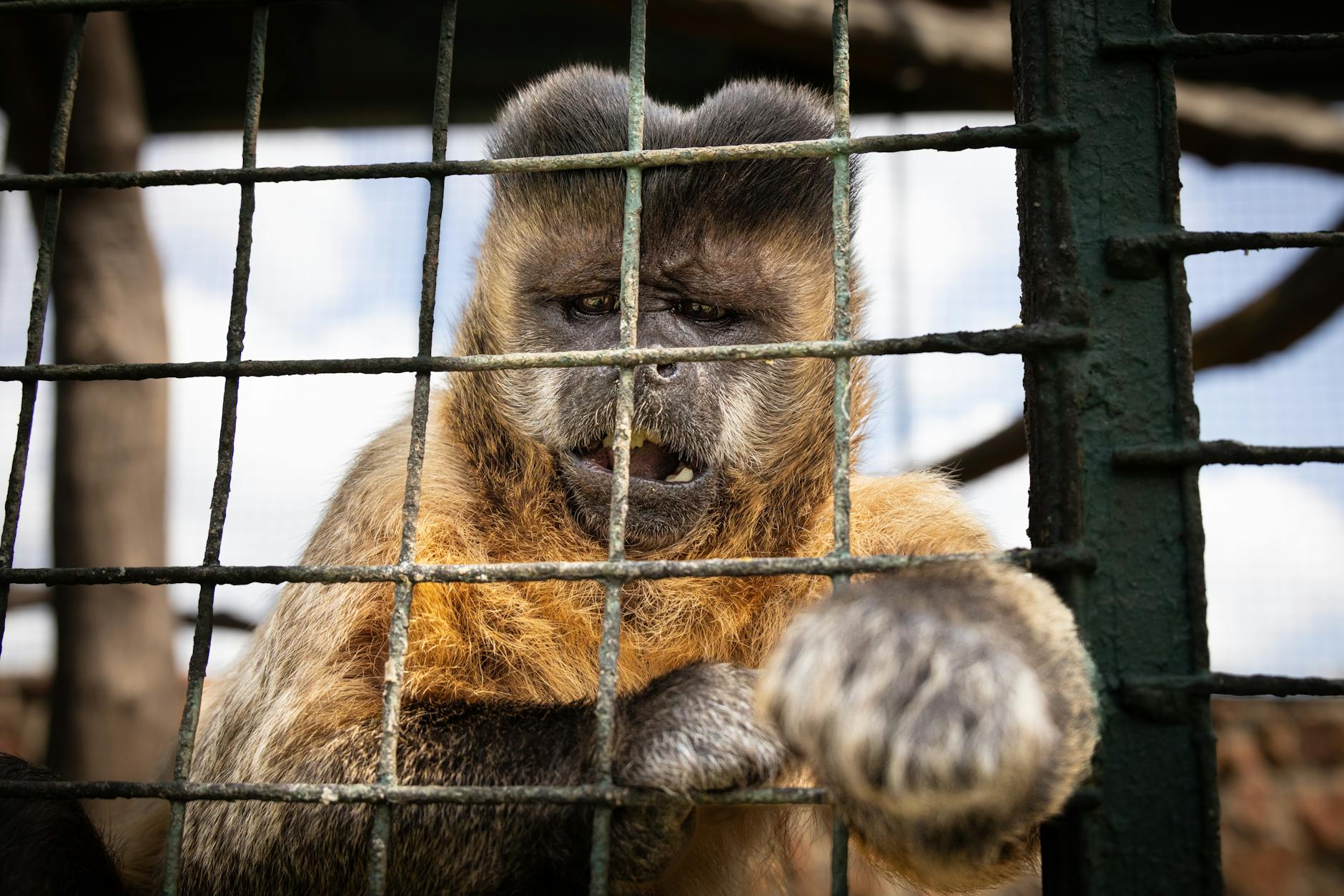 Close-up of a captive Capuchin monkey behind bars showcasing emotions and captivity.